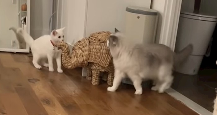 VIDEO Pogledajte kako to izgleda kada uzmete još jednu mačku
