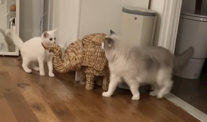 VIDEO Pogledajte kako to izgleda kada uzmete još jednu mačku