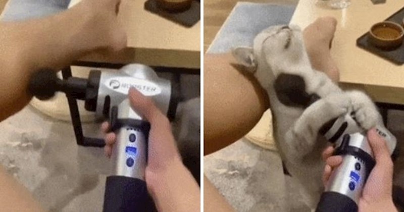 Njegov je vlasnik pokušao masirati noge, no on je dobio bolju ideju