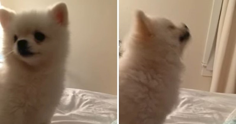 VIDEO Ovaj pas zaslužan je za najslađe kihanje na svijetu