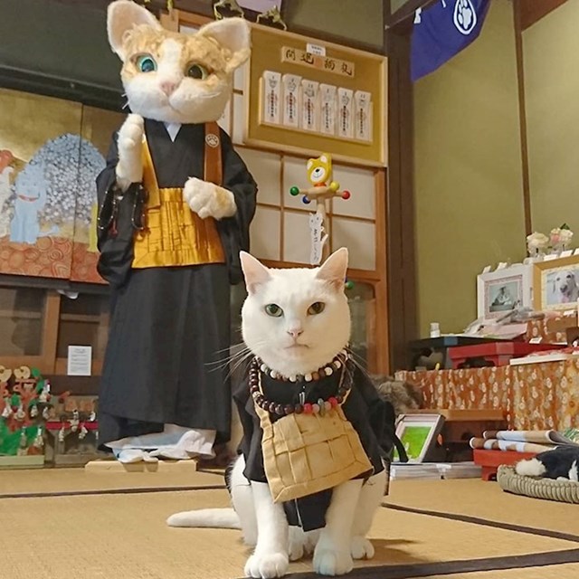 Ovo je Koyuki i glavni je redovnik ovog hrama. Jako je druželjubiv pa ga se često može vidjeti sa posjetiteljima.