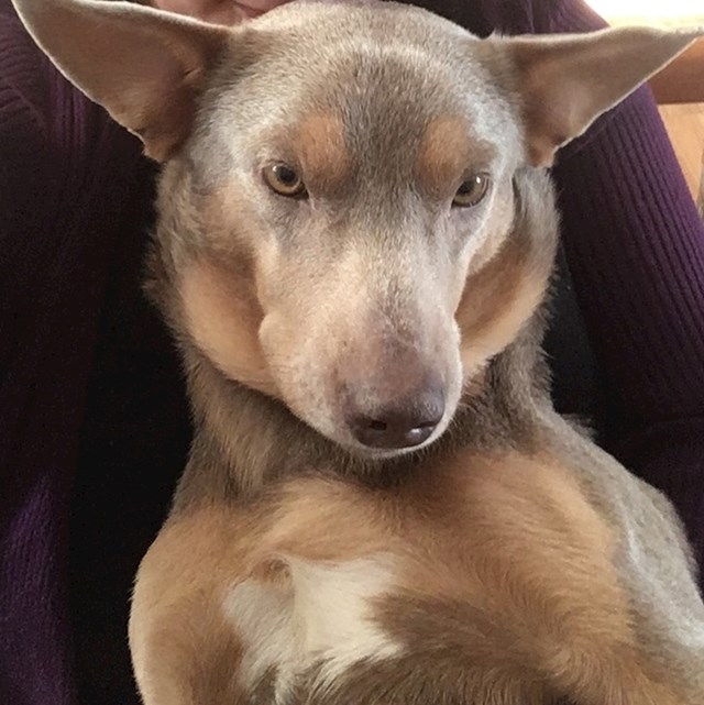 Doberman i korgi.
