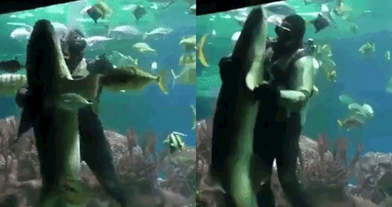 Pogledajte kako je ronilac zaplesao s morskim psom pred posjetiteljima akvarija