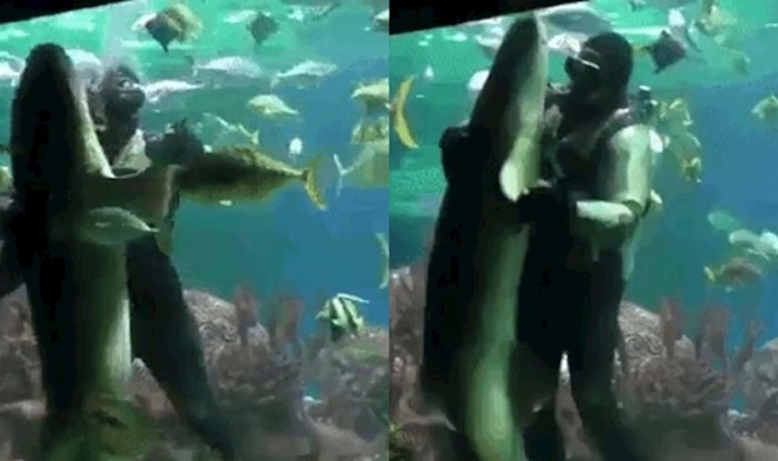 Pogledajte kako je ronilac zaplesao s morskim psom pred posjetiteljima akvarija