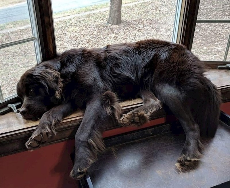 Još ne zna da je prevelik za ovo mjesto.