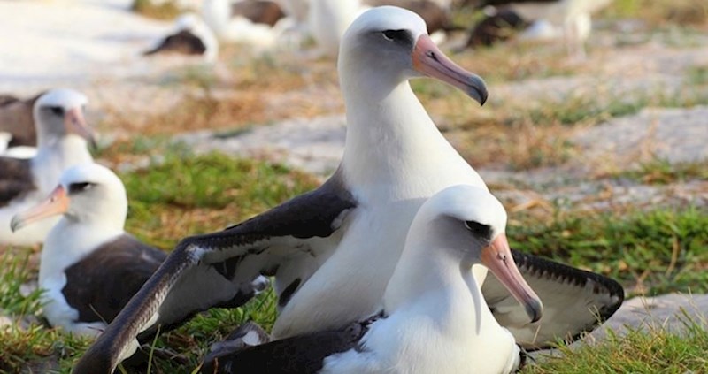 Najstarija divlja ptica na svijetu ima 68 godina i postala je majka 37. put