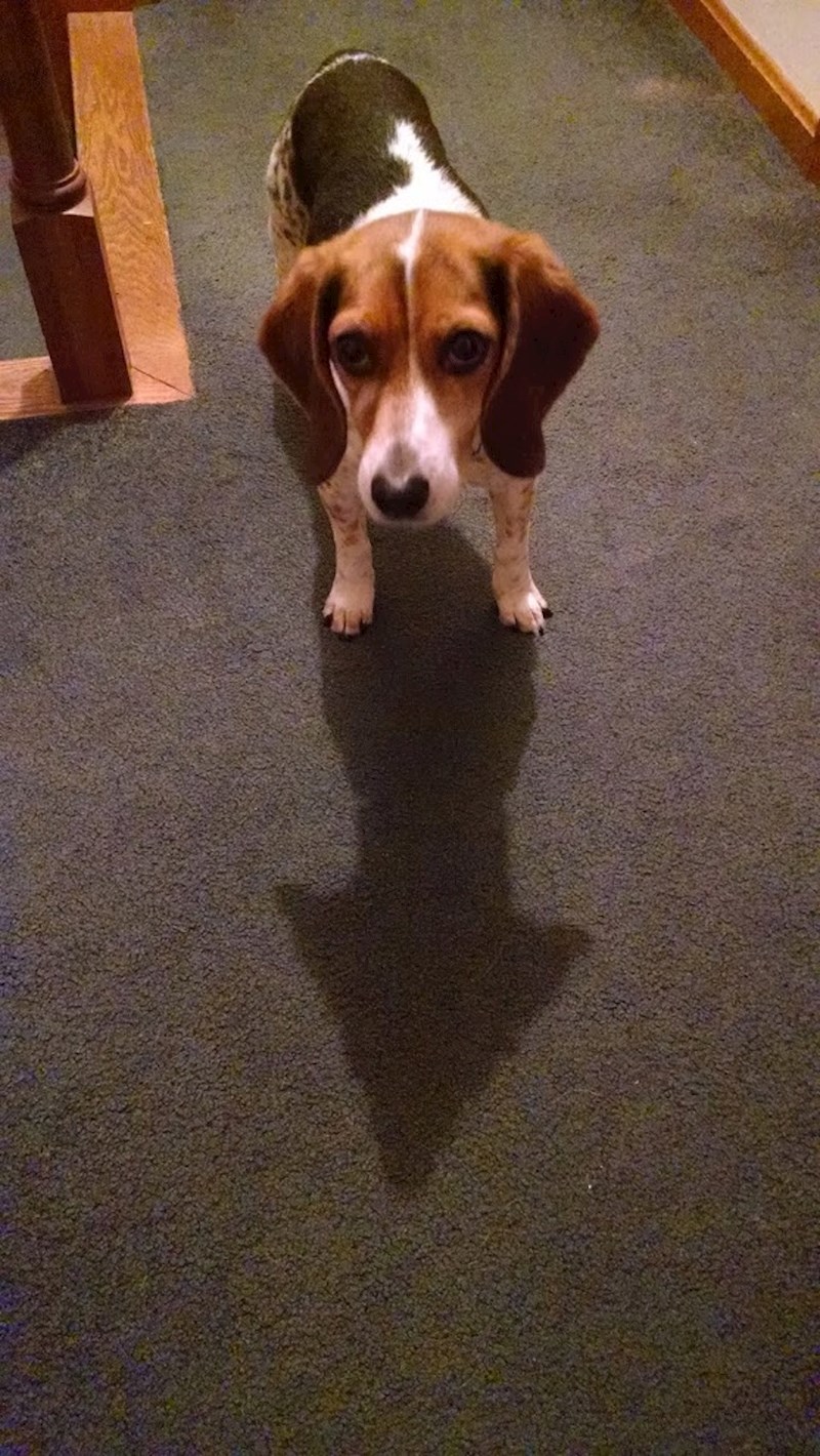 Pokušava li mu pas nešto reći?