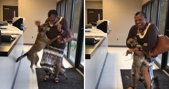 VIDEO Izgubljeni pas poludio od sreće kada je nakon dva tjedna napokon ugledao vlasnicu