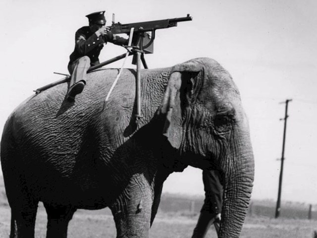 Ratni slonovi