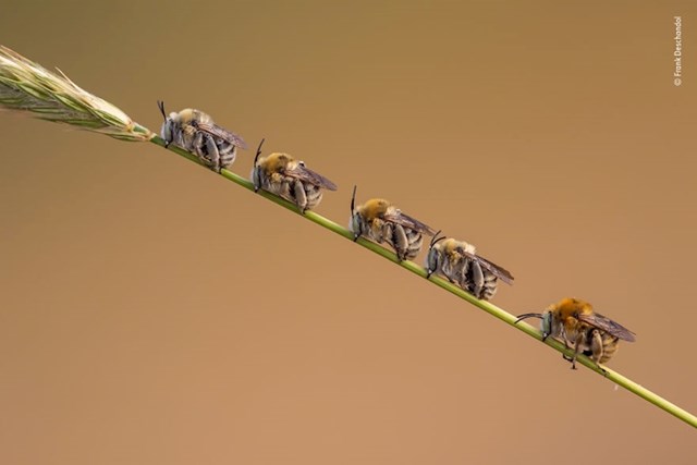 "Linija pčela", Frank Deschandol, Francuska