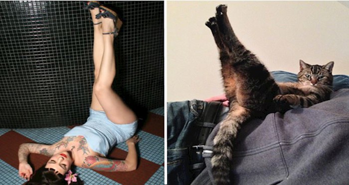 12 fotografija mačaka koje poziraju poput modela
