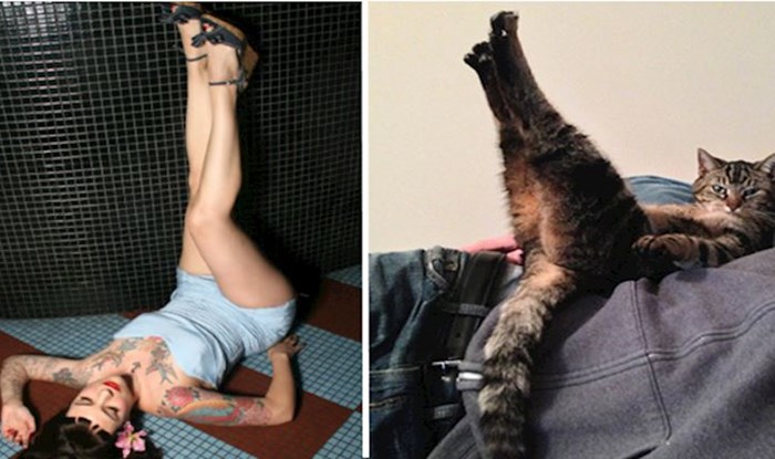 12 fotografija mačaka koje poziraju poput modela