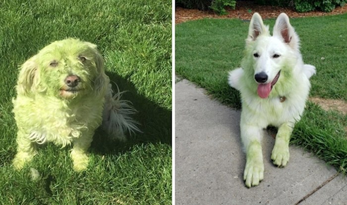 21 fotografija preslatkih pasa koji su se zaprljali u svježe pokošenoj travi