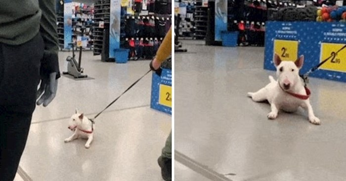 Ovaj pas se nikako ne voli šetati, pogledajte kako to izgleda kada izađe s vlasnikom
