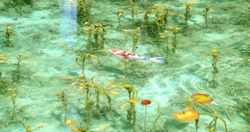 Monetov ribnjak: Popularni ribnjak promijenio ime zbog nevjerojatne sličnosti umjetničkom djelu