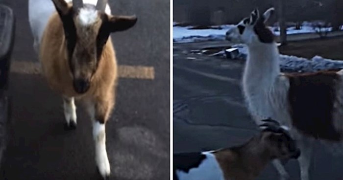 VIDEO Ovom muškarcu su na parkiralištu odjednom prišli koza i ljama