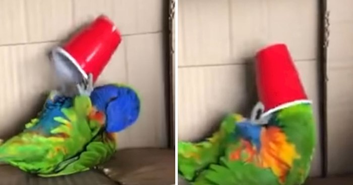 VIDEO Ova papiga najviše se voli igrati plastičnom čašom