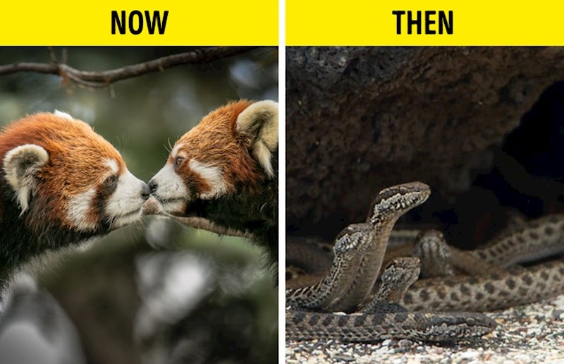 Fauna na zemlji doživjela bi velike promjene.