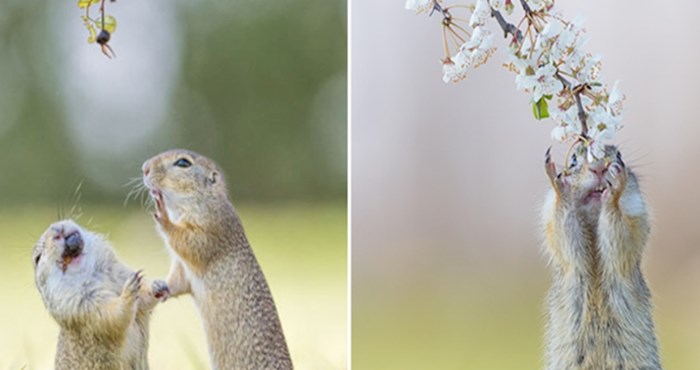 Fotograf ulovio zabavne trenutke preslatkih vjeverica