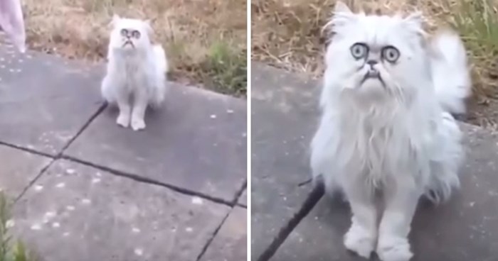 VIDEO Muškarac nije mogao vjerovati kada je vidio ovu mačku u svom dvorištu