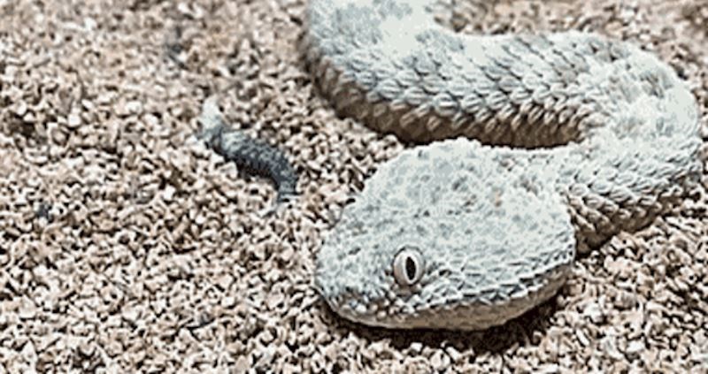 Zaprepastit će vas način na koji se ova zmija stopila s okolišem