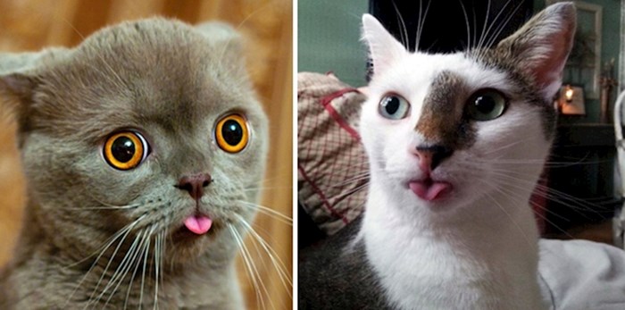 Urnebesne i preslatke fotografije mačaka koje vole plaziti jezik