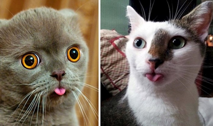 Urnebesne i preslatke fotografije mačaka koje vole plaziti jezik