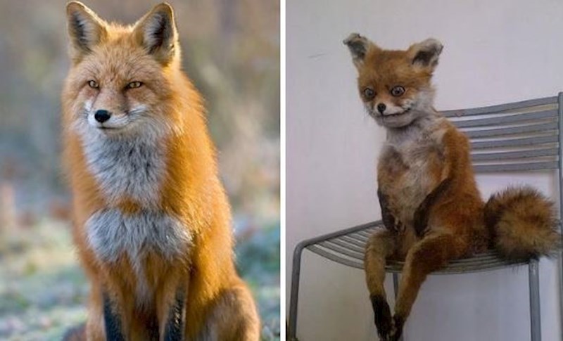 I životinje počinju biti zabrinute.