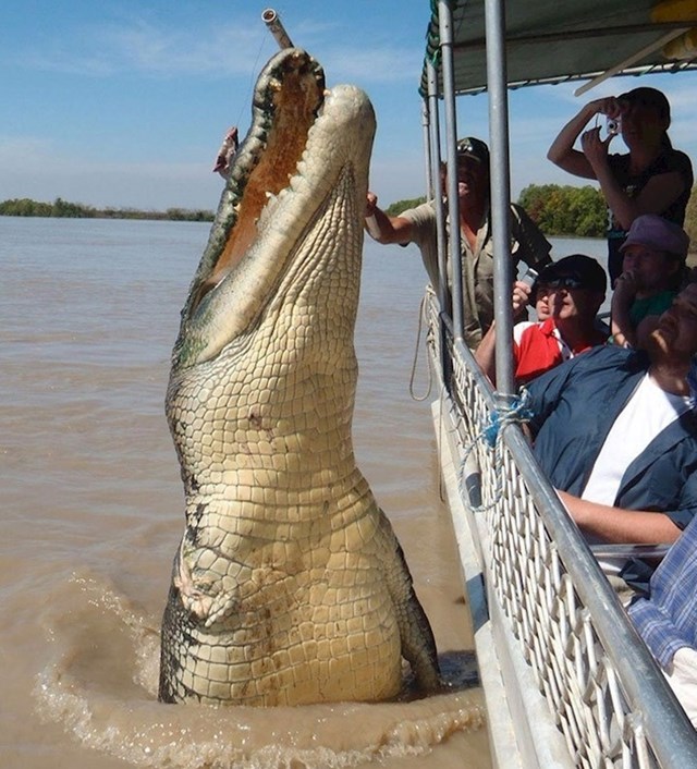 Upoznajte Brutusa, krokodila dugačkog 5.5 metara, za kojeg se vjeruje da je star 80 godina! Ova golema životinja postala je poznata u medijima kad je prvi put uslikana 2011. godine.