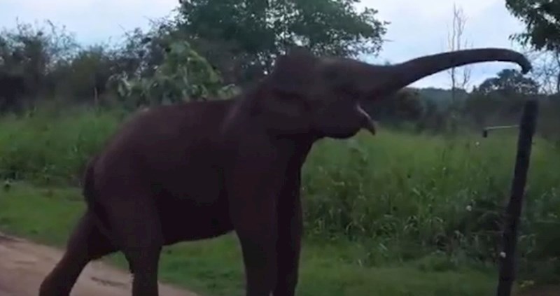 VIDEO Ovaj slon je sam pomaknuo drveni štap kako bi prešao preko električne ograde, pogledajte kako je to učinio