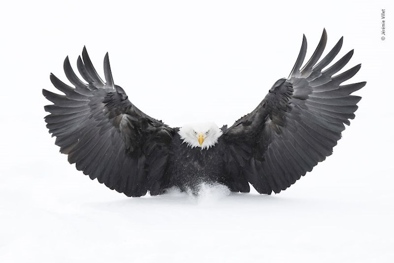 "Snježno slijetanje", Jeremie Villet, Francuska