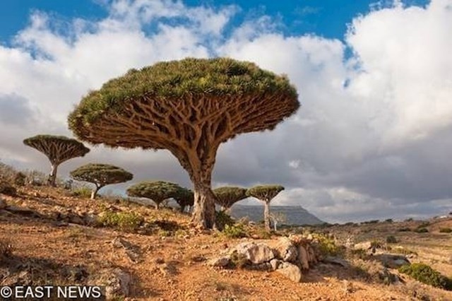 Otok Socotra