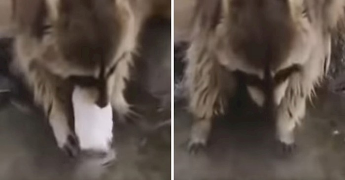 VIDEO Pogledajte kako je reagirao ovaj rakun kada mu se otopila šećerna vuna u vodi