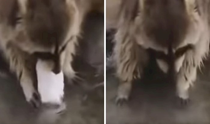 VIDEO Pogledajte kako je reagirao ovaj rakun kada mu se otopila šećerna vuna u vodi