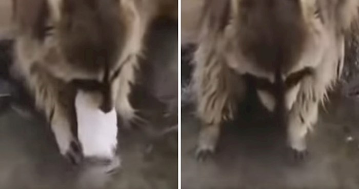 VIDEO Pogledajte kako je reagirao ovaj rakun kada mu se otopila šećerna vuna u vodi