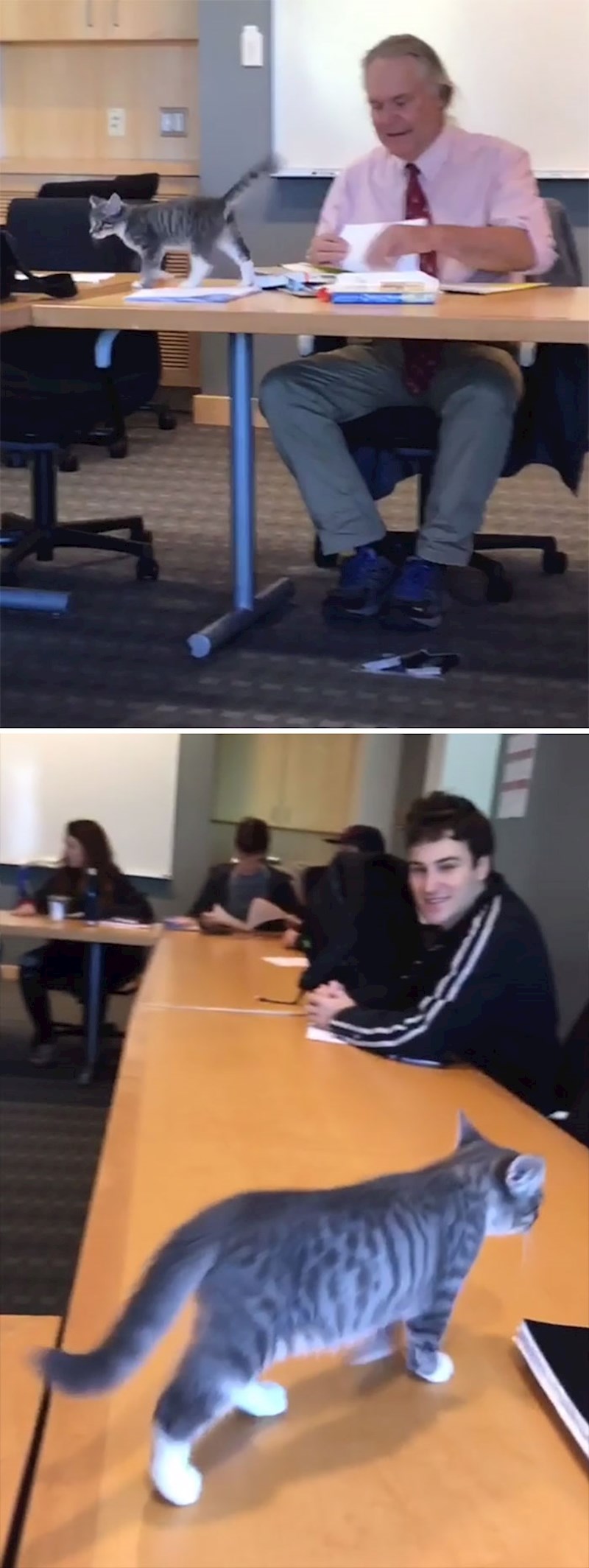 "Profesor mi je dopustio da dovedem svog mačića starog sedam tjedana na predavanje. Naučio je puno o poeziji."