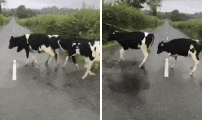 Nitko nije očekivao što će se dogoditi kada su krave iznenada krenule prelaziti cestu