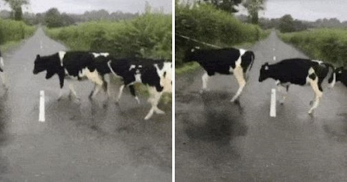 Nitko nije očekivao što će se dogoditi kada su krave iznenada krenule prelaziti cestu