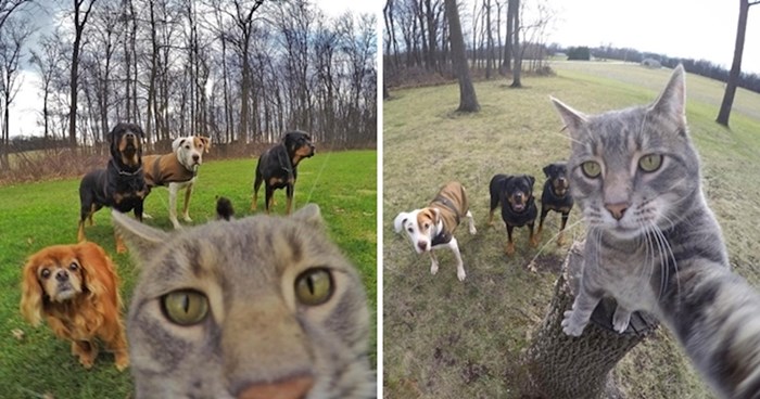 Ovo je mačak Manny koji obožava raditi selfije sa svojim prijateljima