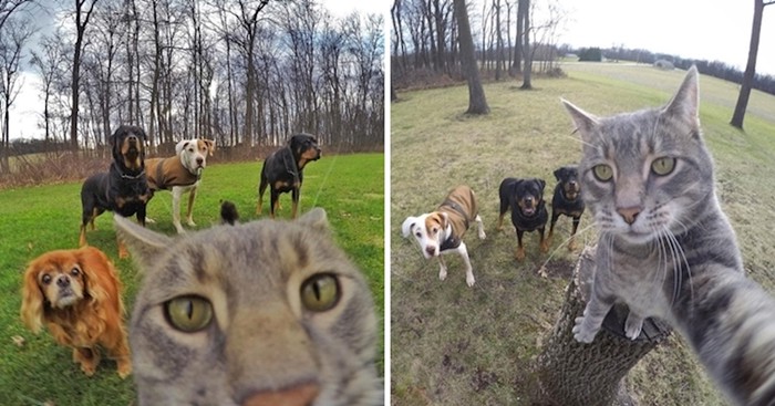 Ovo je mačak Manny koji obožava raditi selfije sa svojim prijateljima