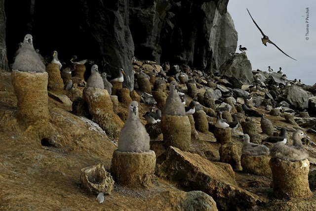 "Pećina Albatrosa", Thomas P. Peschak, Afrika