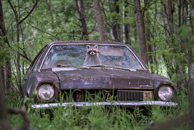 "Sretno kočenje", Jason Bantle, Kanada
