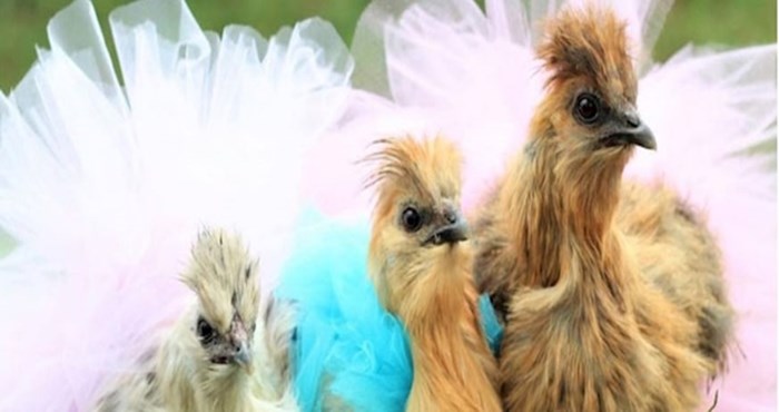 Fotografije kokoši u suknjicama oduševile su internet