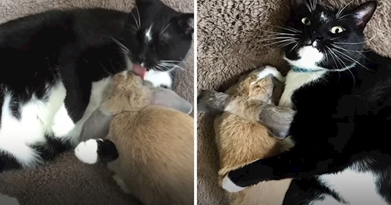 VIDEO Ovaj mačak je inače vrlo zaigran, no kada je zec došao u njegovu obitelj pokazao je svoju nježnu stranu