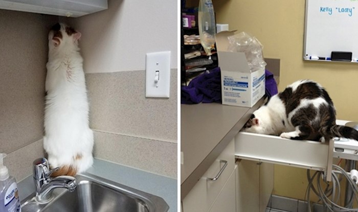 Odlična mjesta za skrivanje koje su ove mačke pronašle kako bi izbjegle veterinara