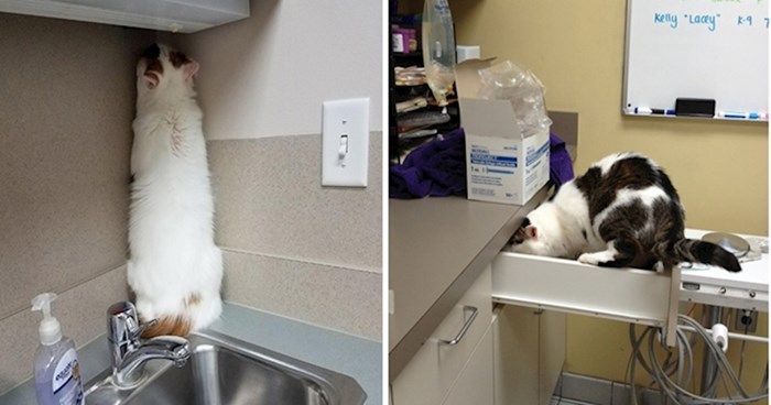 Odlična mjesta za skrivanje koje su ove mačke pronašle kako bi izbjegle veterinara