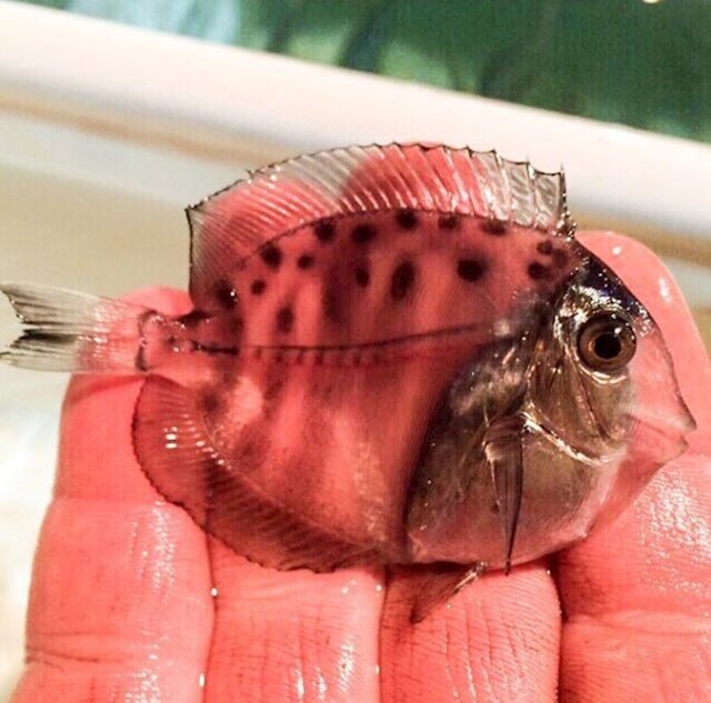 Prozirna riba koju je gotovo nemoguće primijetiti dok pliva.