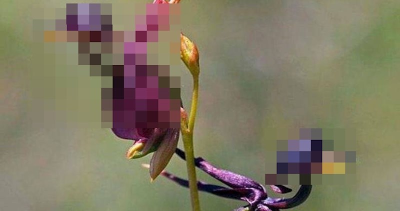 Ovaj cvijet izgleda poput leteće patke, pogledajte zašto