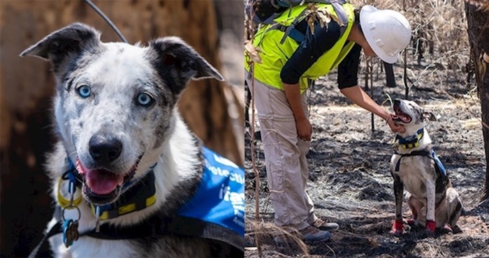 Nakon što su ga vlasnici odbacili, ovaj pas je postao heroj koji spašava preživjele koale nakon velikih požara