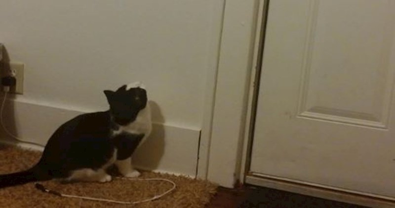 Pogledajte kako je muškarac nagovorio mačku da sama ugasi svjetlo